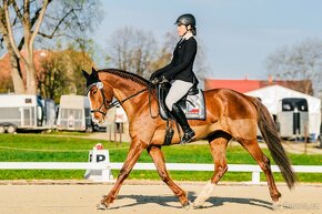 Perfektní klisna pro juniory do mezinárodní všestrannosti - 2