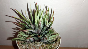 Haworthia Fasciata white variegated ( sukulent ) - 2