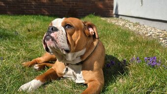 Pejsek ke krytí - 2