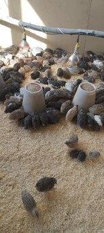 Křepelka japonská - 2