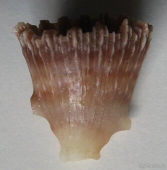 Bathycyathus chilensis - 2