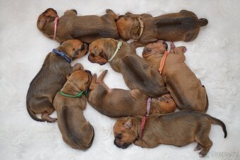 Rhodesky Ridgeback - 2
