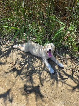 K adopci: Sicilská princezna Ribolla - 2