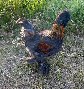 Kohoutci zakrslé rousné a hedvabničky - 2