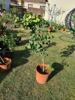 Ginkgo biloba - 2