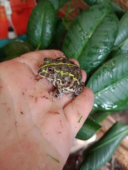 Hrabatka drsná (Pyxicephalus adspersus) - 2