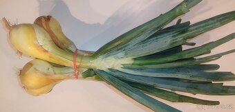Bio zelenina - 2