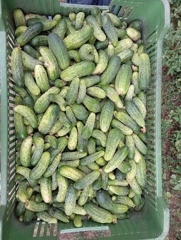 Okurky nakládačky - 2