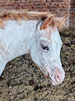 Kobylka Welsh part bred - 2