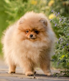 Štěňata Pomeranského špice - 2