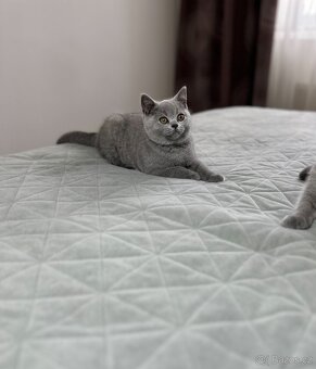 Britská modrá krátkosrstá kočka s PP - 2