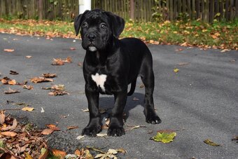 Cane Corso štěňátka s FCI PP - 2
