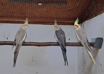 Korela chocholatá - 2