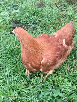 HEMPŠIRKA VELKA - 2