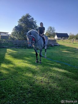 Prodám kobylu - 2