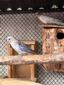 Rosela penant pastel - 2