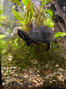 Klapavka obecná - Sternotherus odoratus - 2