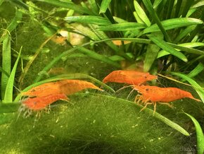 Neocaridina Orange Sakura(20Ks) - 2