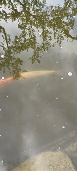 Jelec, koi kapr - 2