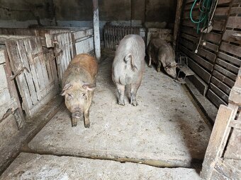 Duroc (Durok) - 2