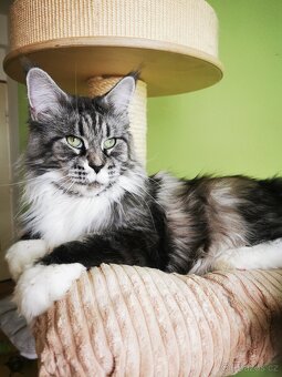 Mainská mývalí Adopce s PP - 2