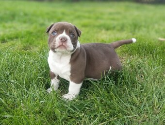 Old English Bulldog, Staroanglický buldok - 2