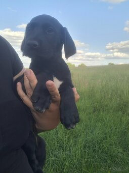 Stěně Labrador - 2