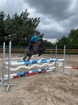 Šikovná pony klisna kat. A na prodej - 2