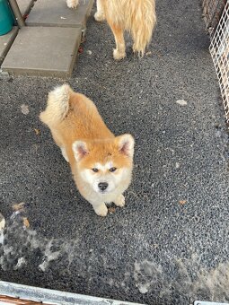 Štenátka Akita inu - 2