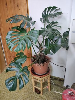 Pokojová rostlina monstera ll. - 2