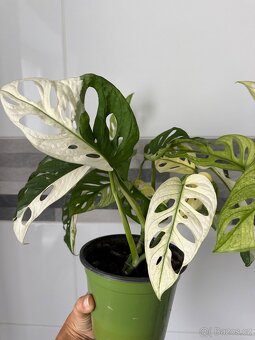Monstera Adansonii Japanese Tricolor - 2