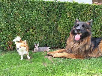 Zakrslý králíček - modrý - 2