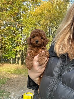 Neuvěřitelné holky, toy pudle FCI - 2