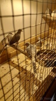 Prodám korely, andulky, holoubky a pap. horského - 2