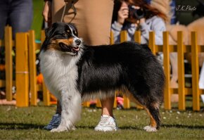 Krytí chovným psem- Australský ovčáka s PP - 2