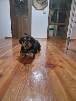 Štěňata  Rottweiler × Australský ovčák - 2