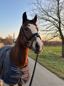 Pony B do sportu - 2