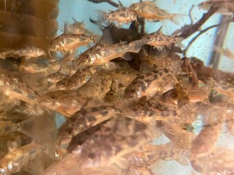 Pancéřníček skvrnitý - 2