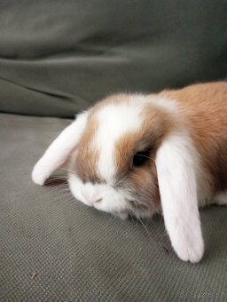 Zakrslý beránek králíček - 2