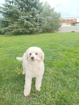 Pudl trpasličí-fenka - 2