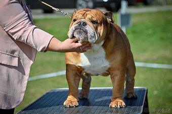 Anglický buldok s PP FCI - 2