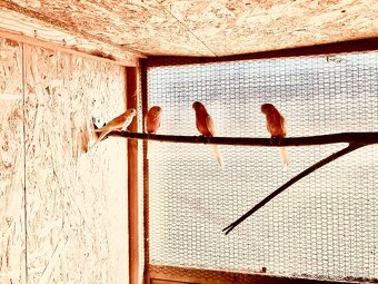 Prodám neoféma Bourek rubino 1.3 - 2