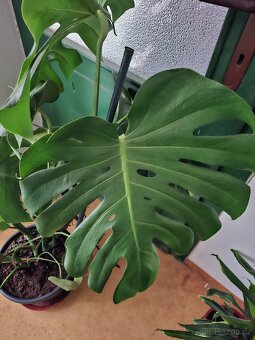Pokojová rostlina Monstera - 2