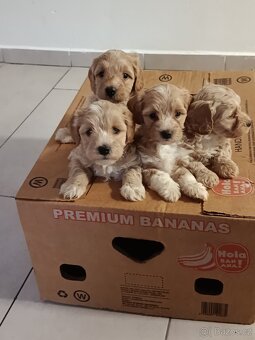 Maltipoo - 2