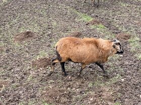 Kamerunská ovce - 2