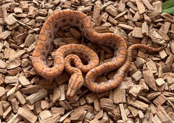 Epicrates cenchria caramel - 2