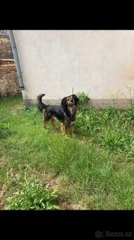 Darujeme psa do dobrých rukou - 2
