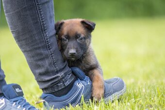 Belgický ovčiak Malinois šteniatko s pp rodokmeňom - 2