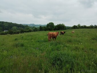 Prodám březí jalovice a krávy - 2