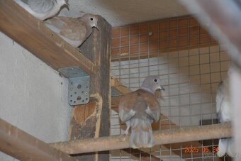 Prodám hrdličky -hybridní F1. Zahradní x Chechtavá - 2